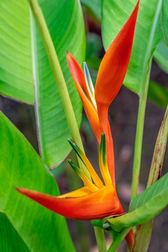 Heliconia